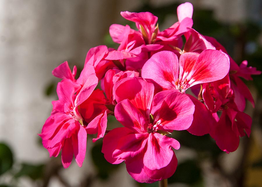 Sunny Geranium