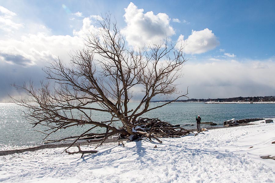 Tree in the Lake