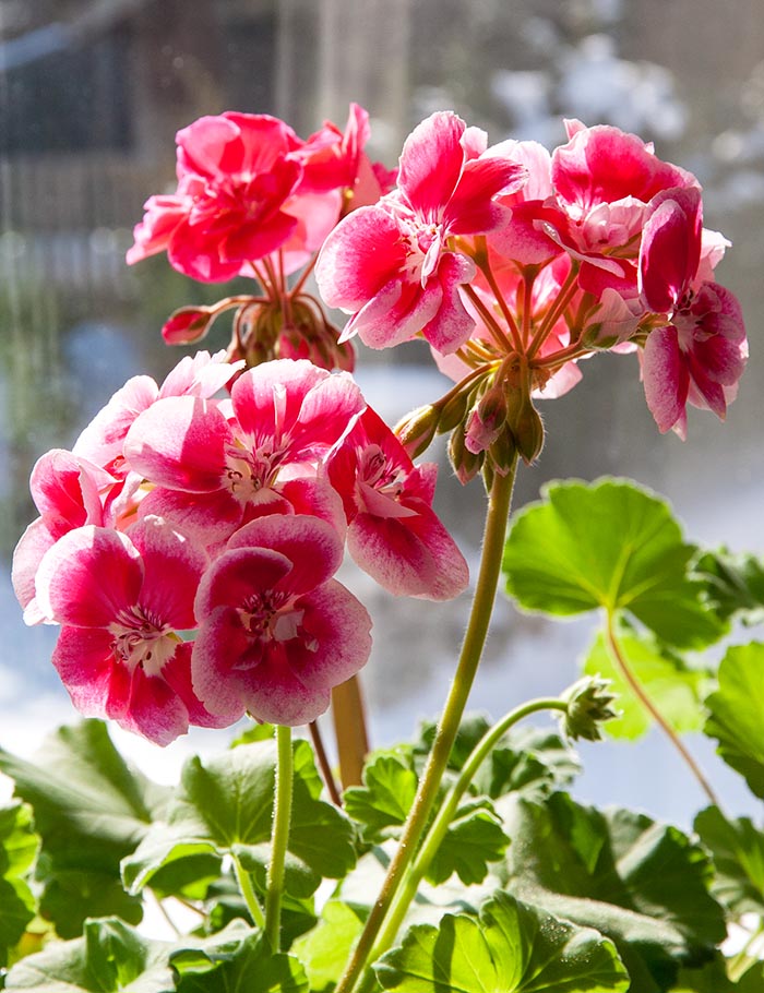 Geranium in the Sun