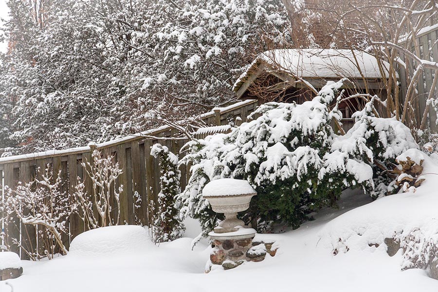 Snowy Backyard