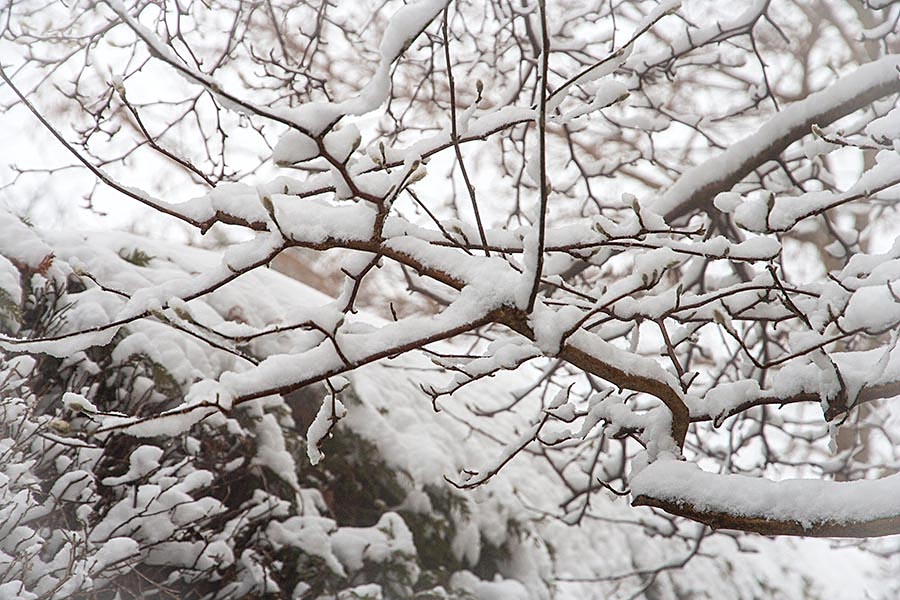 Snow on the Magnolia