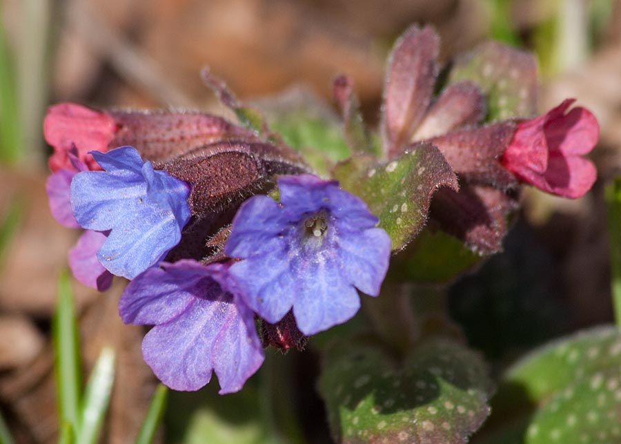 the First Lungwort Flowers