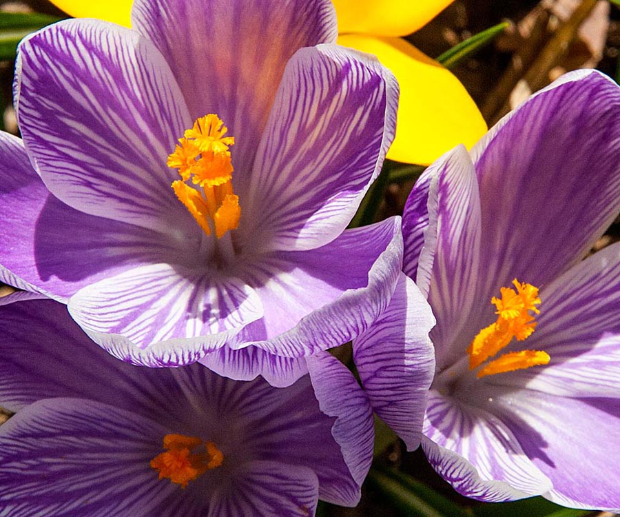 My Favourite Crocuses