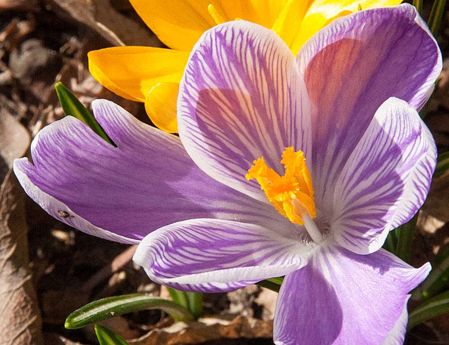 Striped Crocus