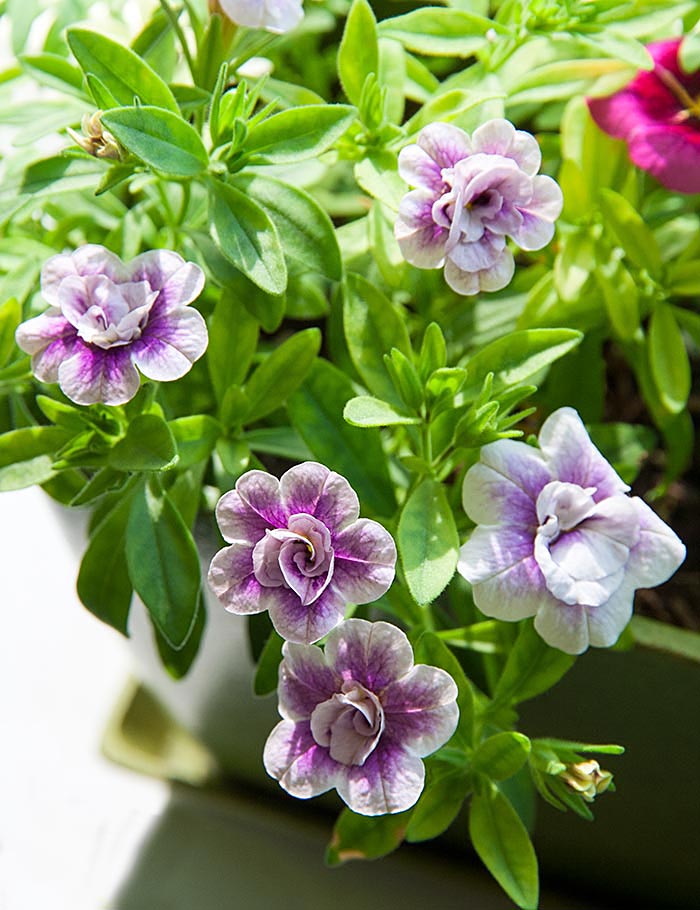 Million Bells Cuttings Starting to Bloom