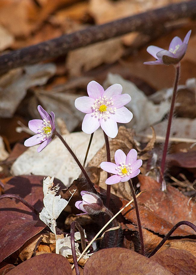 Pink Hepatica
