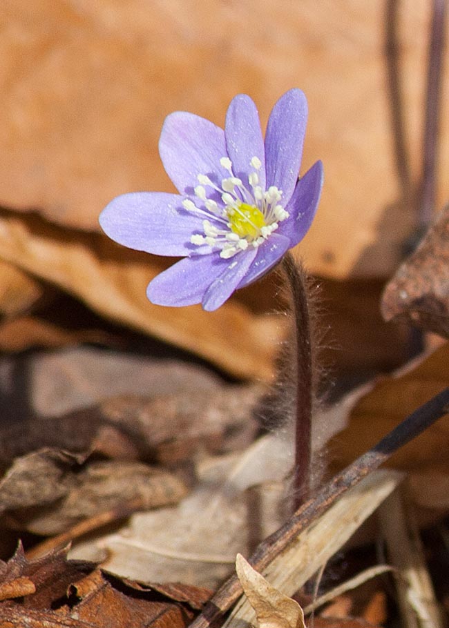 Purple Hepatica