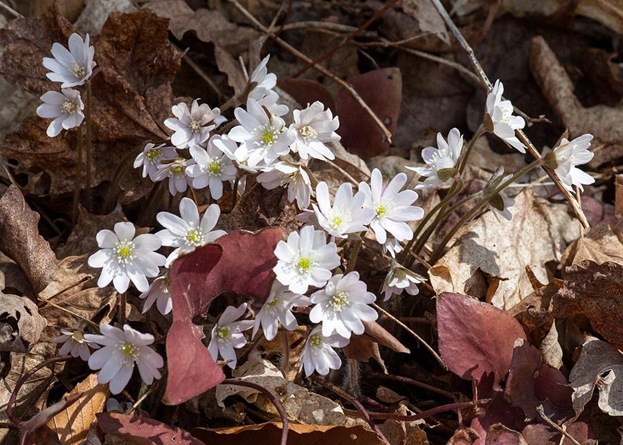 White Hepatica