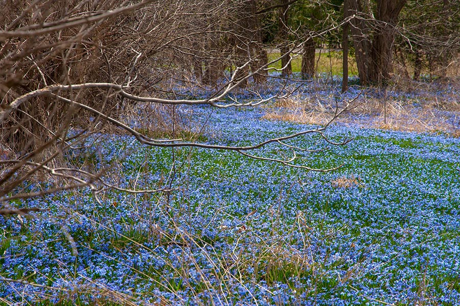 Carpet of Blue