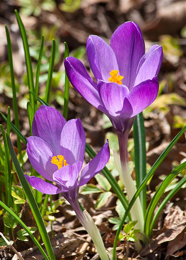 the Last Crocuses