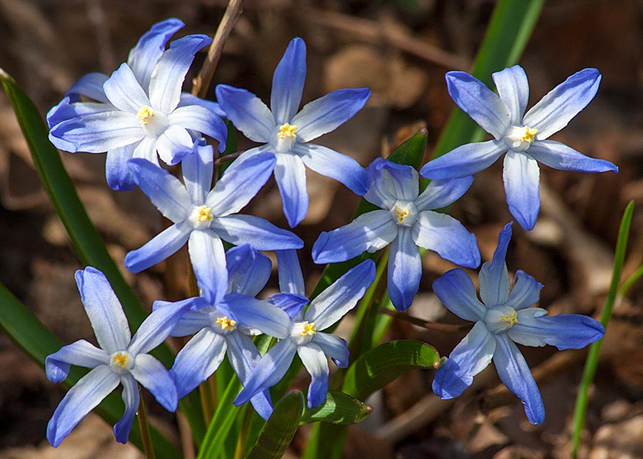 Blue Flowers