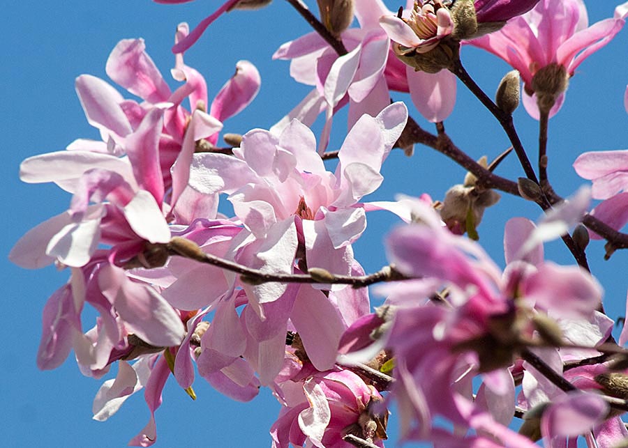 Pink Magnolia Blossoms