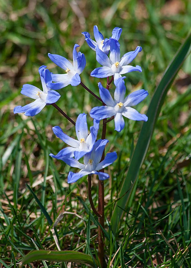 In the Grass