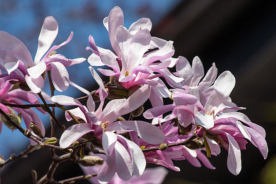 Star Magnolia