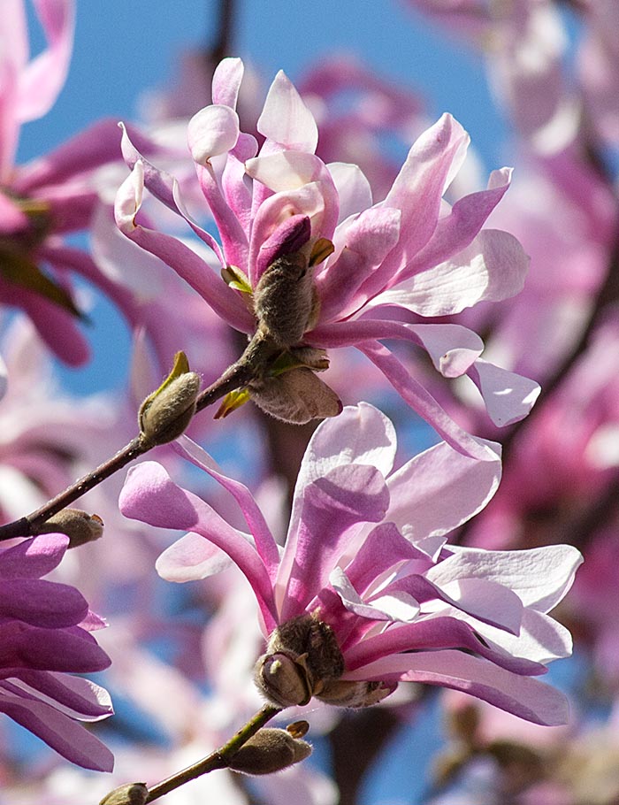 Pink Magnolias