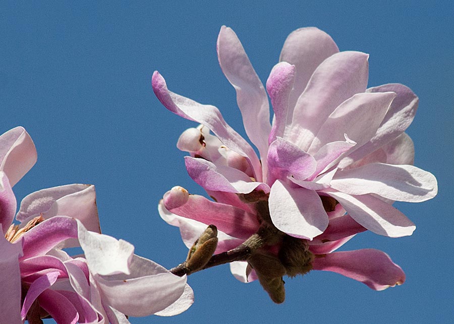 Pink against Blue