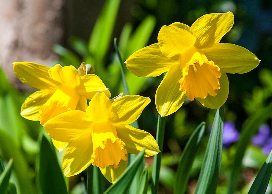 Daffodils