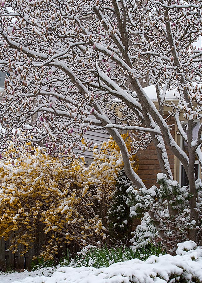A Late April Snowfall