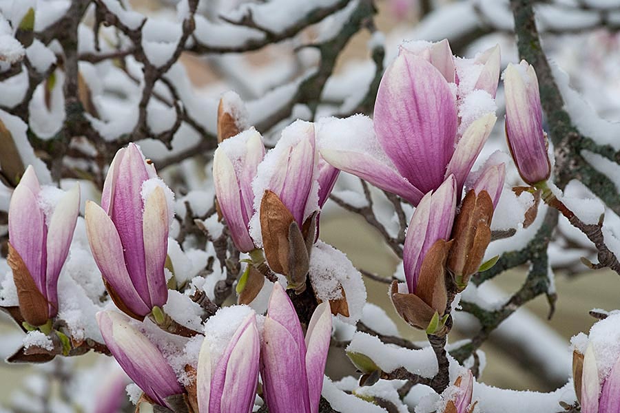 Magnolia Buds With Snow