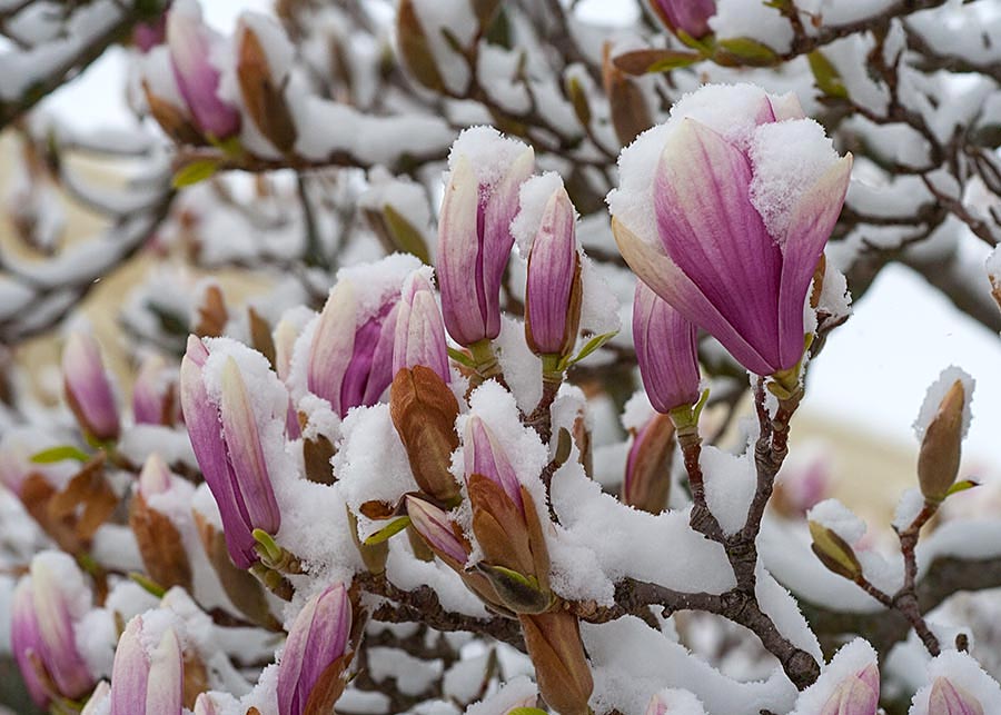 More Snow Covered Buds