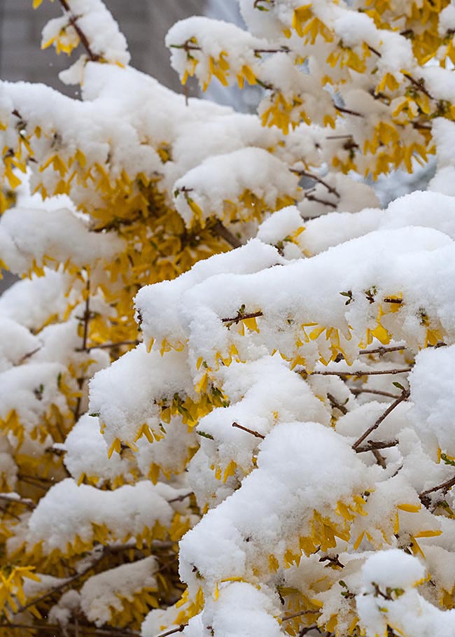 Snow-Covered Forsythia