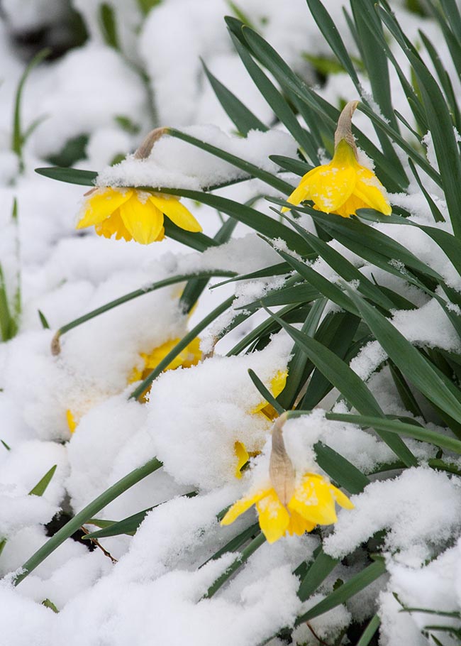 Under the Weight of the Snow