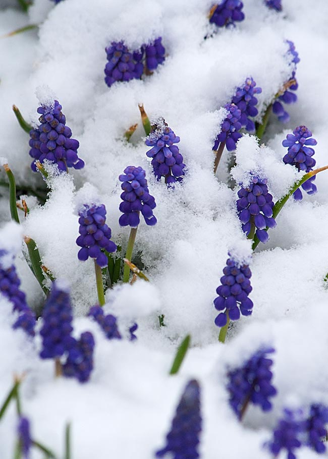Grape Hyacinths Poking Through