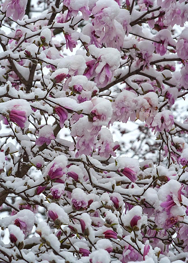Star Magnolia Covered with Snow