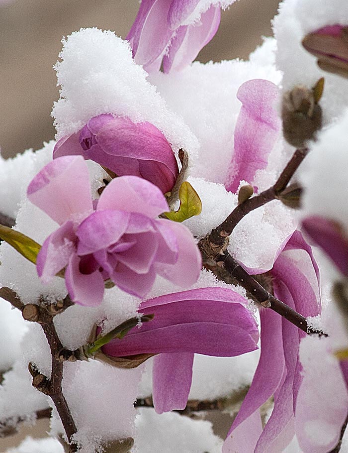 Snow-Covered Blossoms
