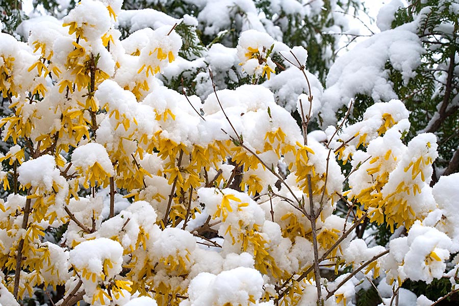 Snowy Forsythia