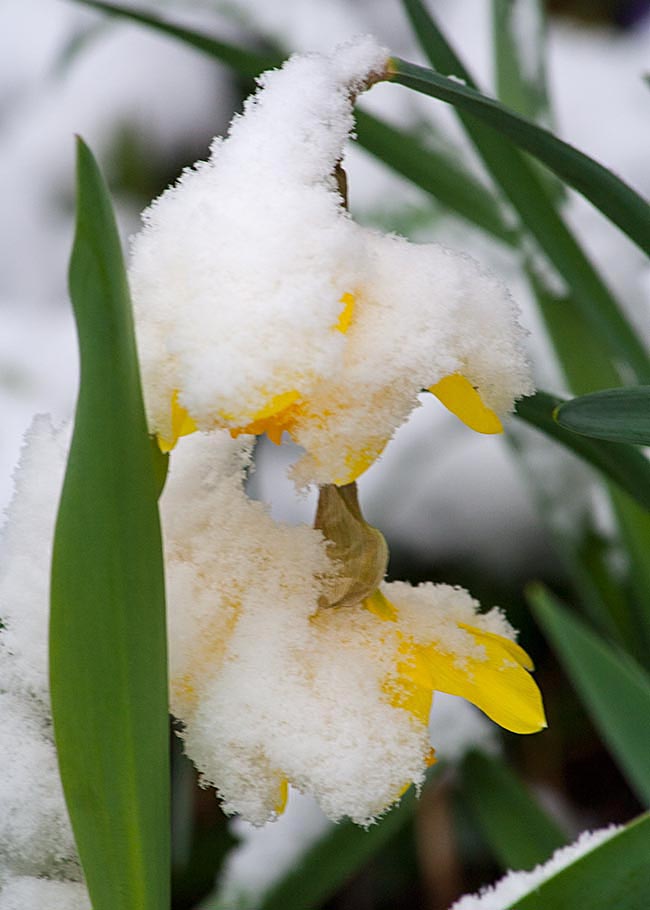 Droopy Daffodils