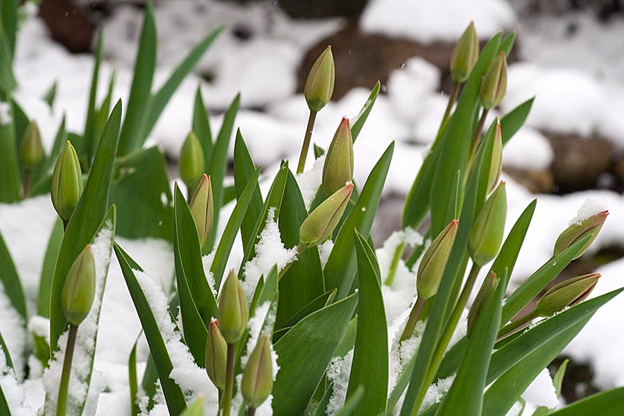 Tulips in the Snow