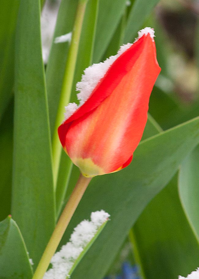 the Only Tulip in Bloom