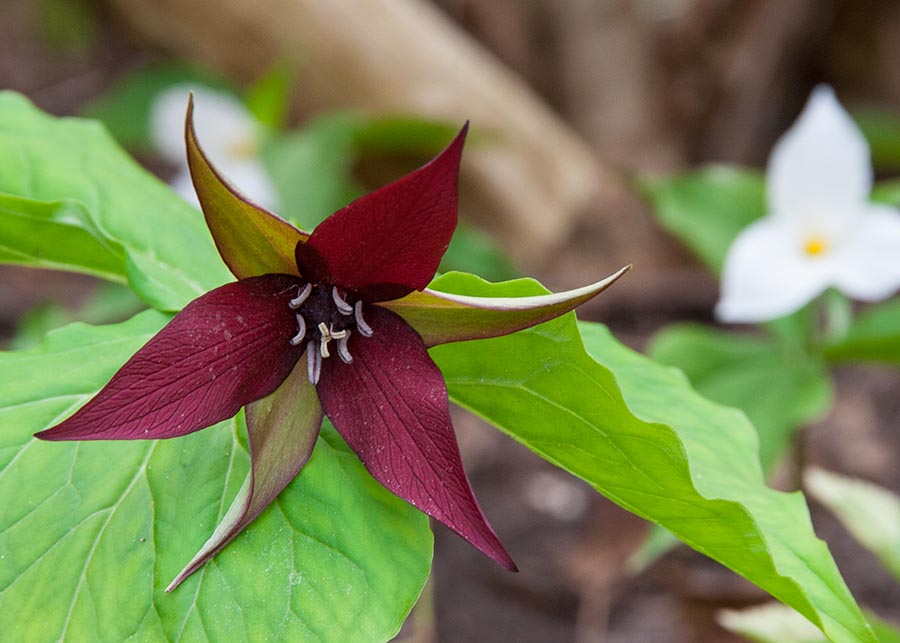 Red Trillium