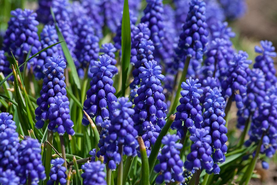Grape Hyacinths