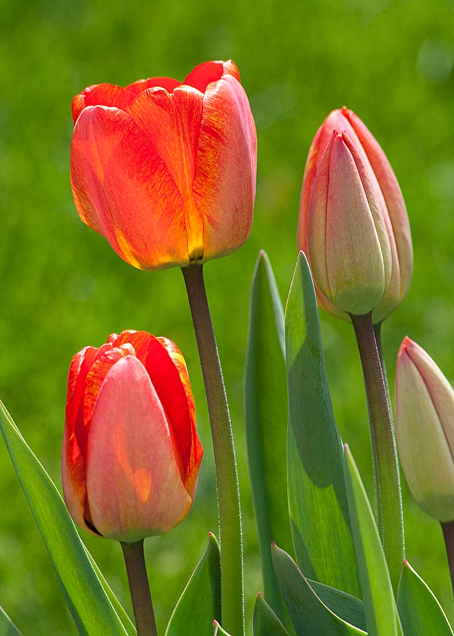 Tulips