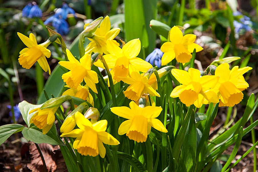 Mini Daffodils