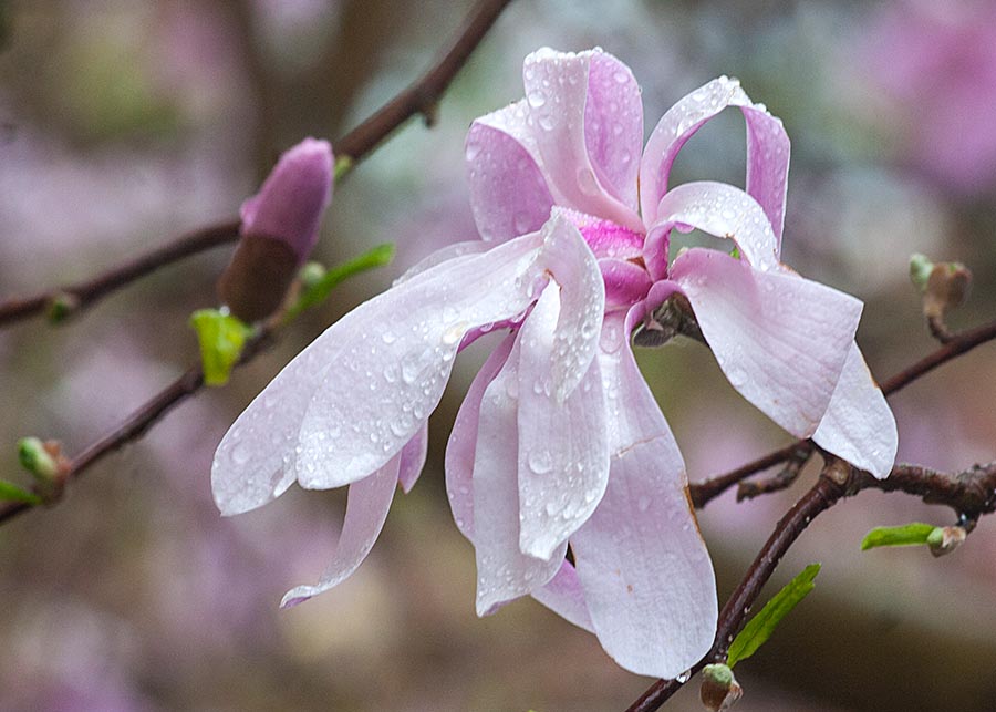 Magnolia in the Rain