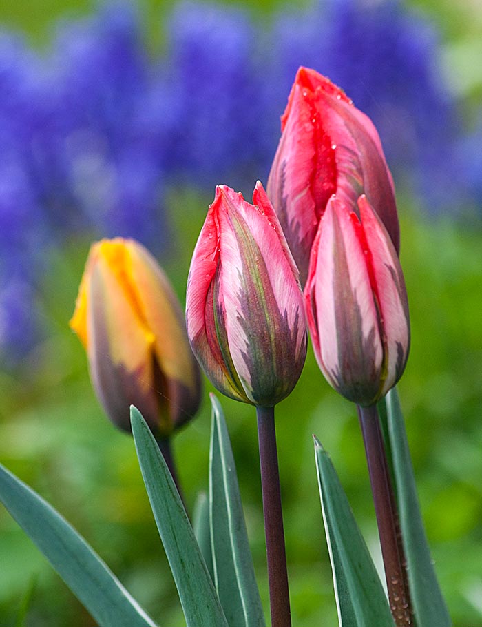 Fancy Tulips