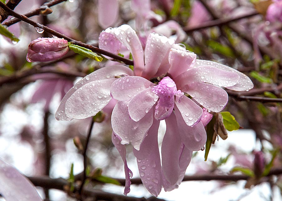 Magnolia in the Rain