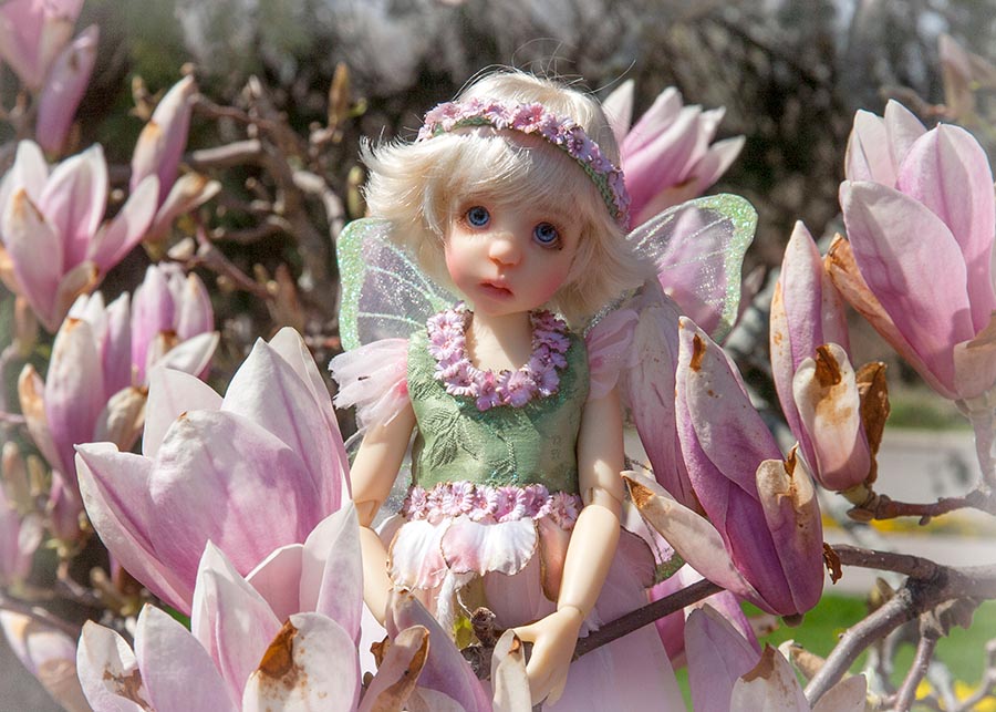 Magnolia Fairy