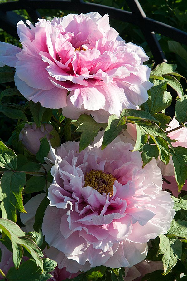 Double Pink Peonies