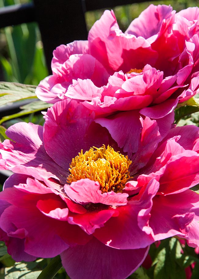 Dark Pink Peonies