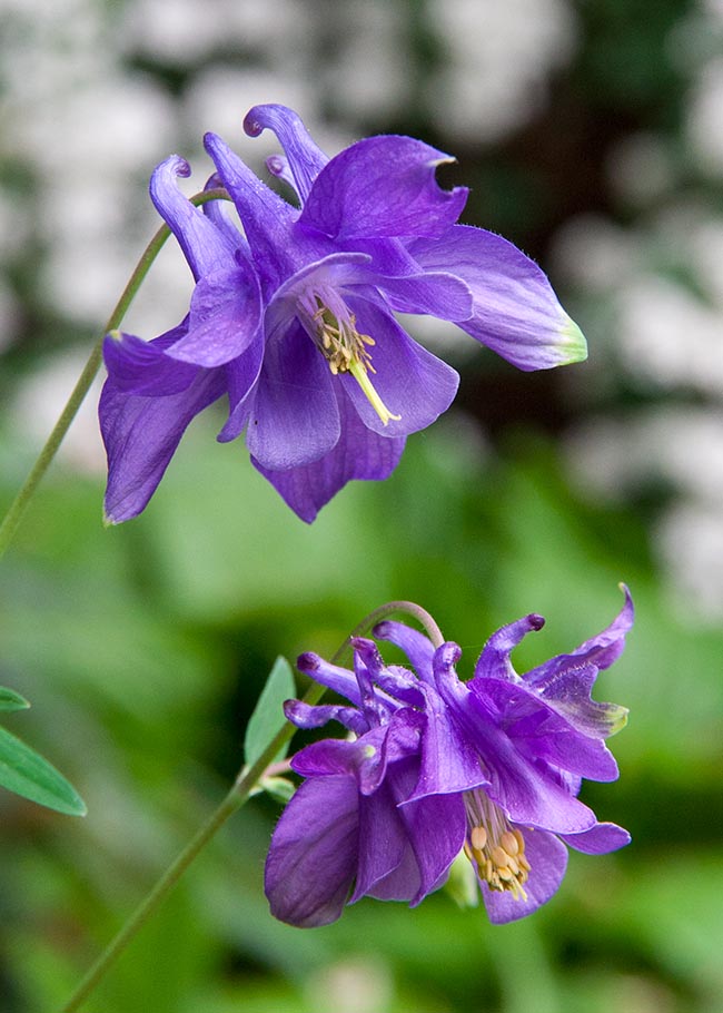 Blue Columbine