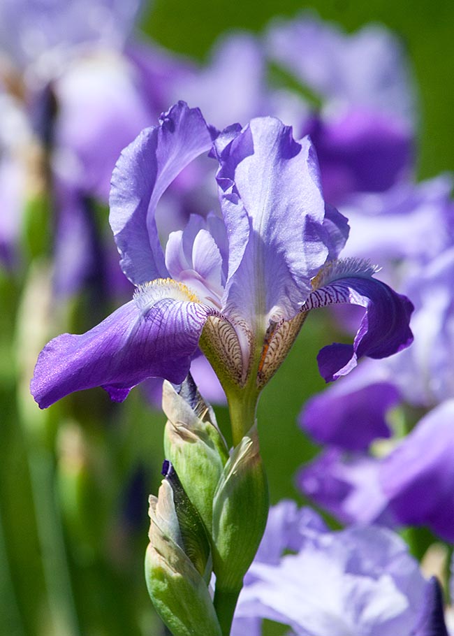 Irises Starting to Bloom