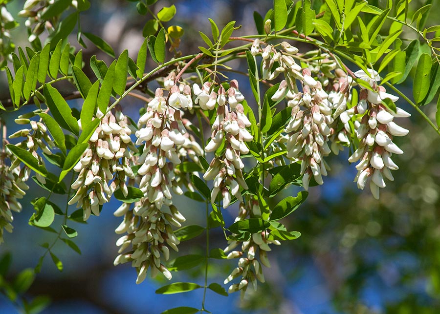 Locust Buds