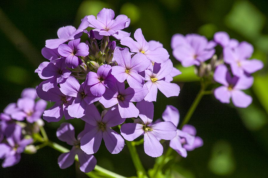 Purple Lady's Smock