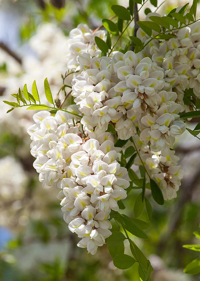 Locust Blooms
