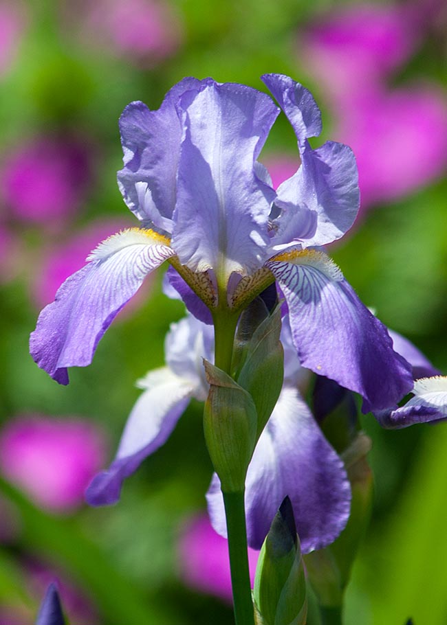 Iris