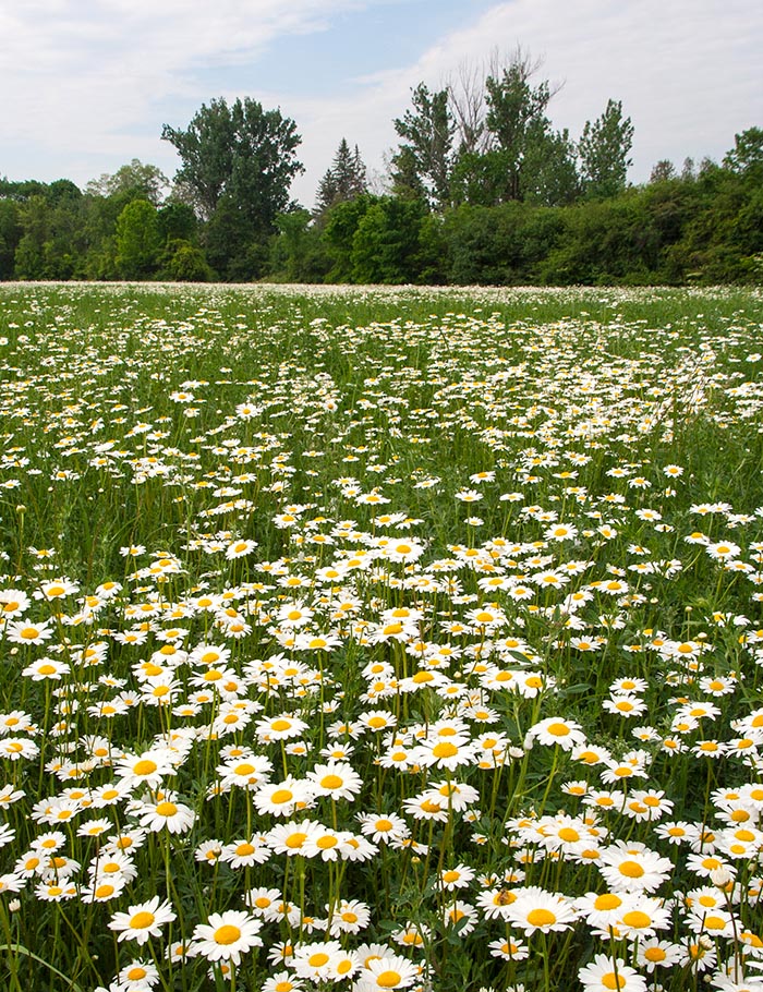 Field of Daisies